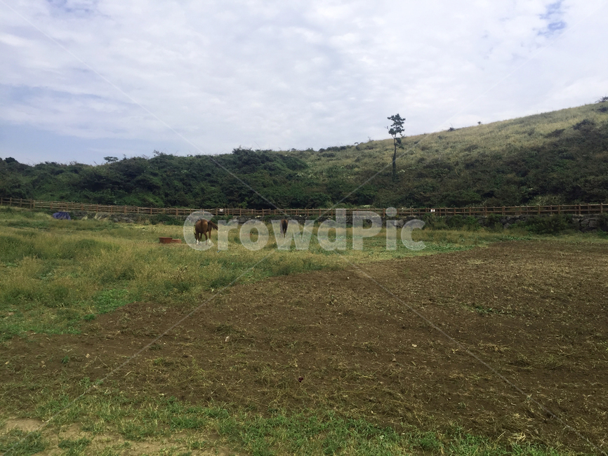 들판,자연,초원,말,자연풍경,농업,푸른,푸른자연,자연,풍경,nature,landscape,field,들,grassland,목초지,outdoors,옥외,rural,농촌,farm,농장,pasture,목장