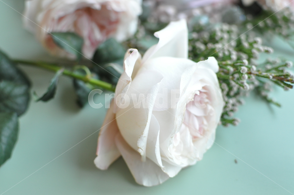 수입장미,케이라장미,케이라,여리장미,감성,자연,꽃배경,소녀,rose,장미,blossom,꽃,flower,plant,식물,느낌,순수