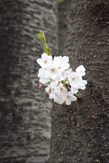 벗나무,벗꽃,고목,봄,산책로,봄,계절,spring,season,식물,자연,plants,nature,꽃,flower,plant,blossom