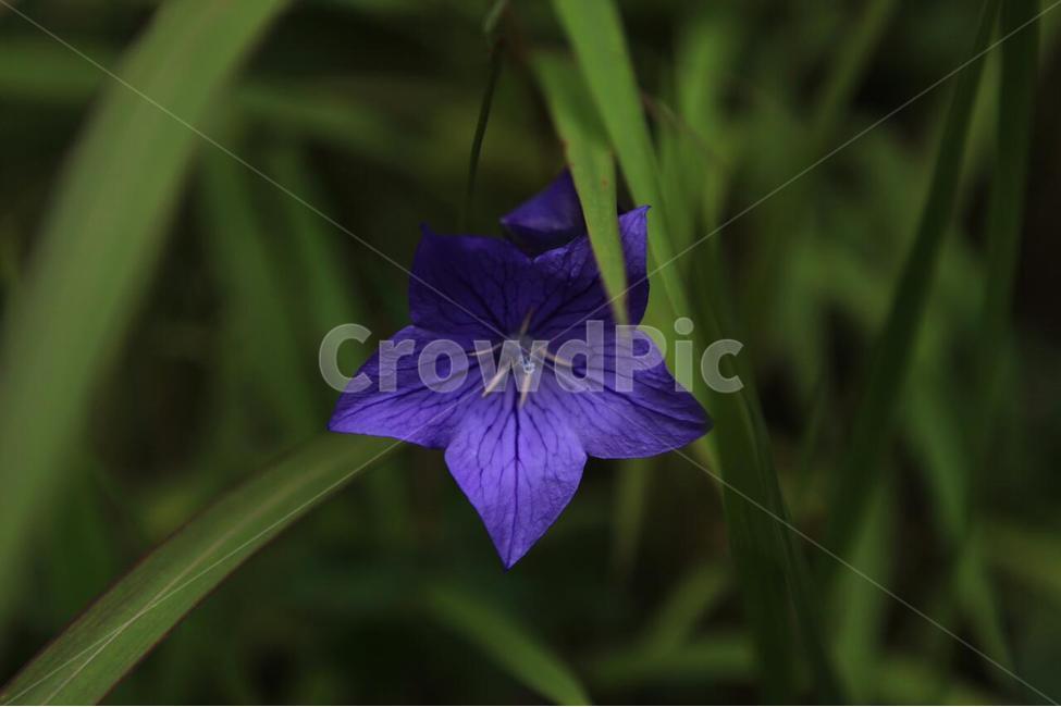 식물,꽃,식물원,화초,자연,식물,자연,plants,nature,꽃,flower