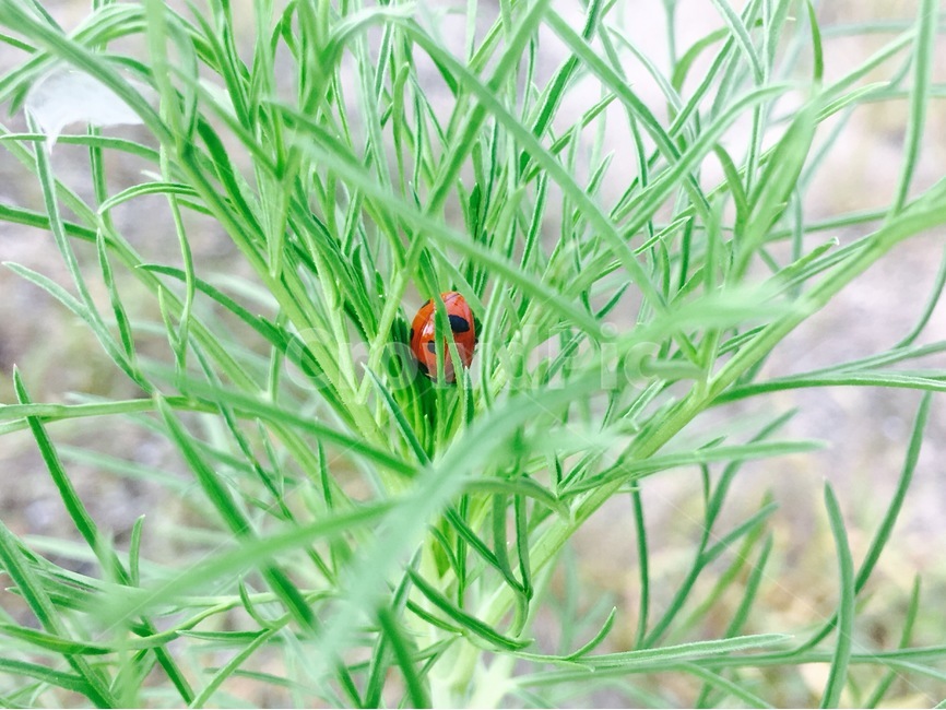 무당벌레,풀,곤충,자연,동물,bug,insect,빨강
