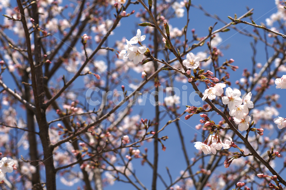 봄,봄꽃,꽃,벚꽃,cherryblossoms,봄,계절,spring,season,식물,자연,plants,nature,꽃,flower,plant,blossom