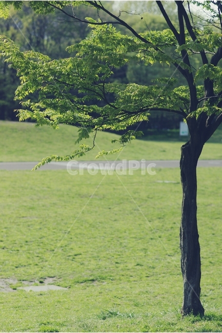 공원,잔디,park,나무,tree,grass,초록,green,초원,식물,자연,plants,nature,나무,trees,wood