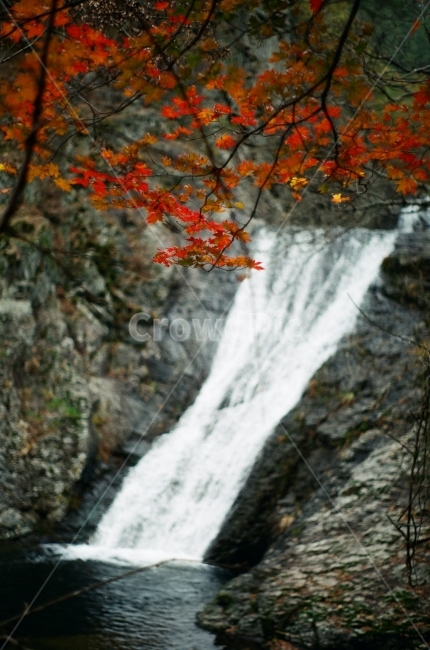 폭포,단풍,가을단풍,단풍뒤,산속,필름,가을,계절,fall,autumn,season,식물,자연,plants,nature,water,물,river,강,outdoors,옥외,leaf,잎,plant