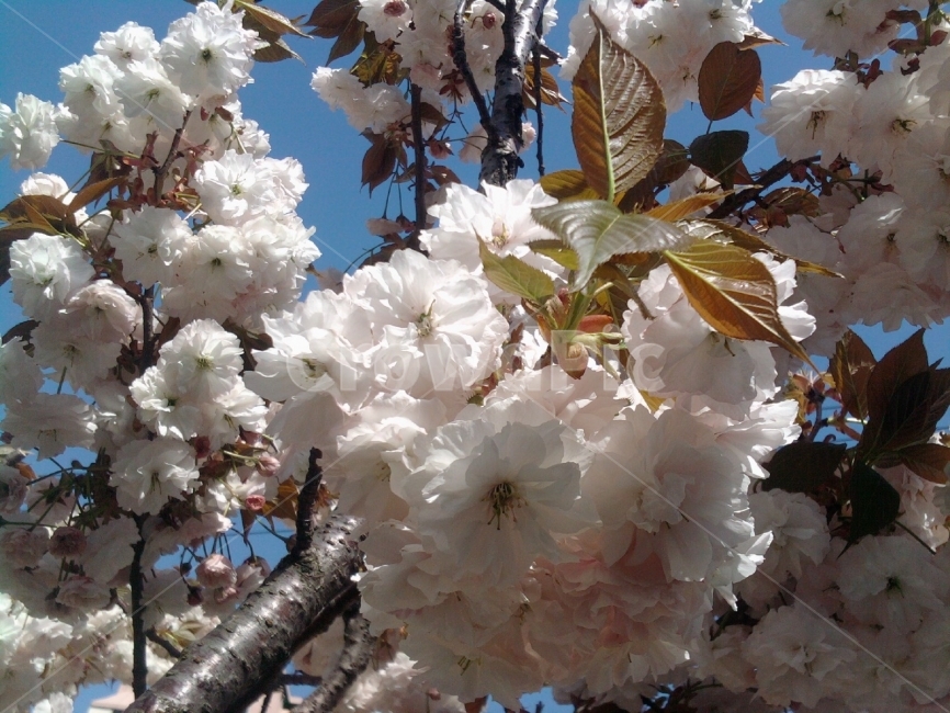 벛꽃,왕벛꽃,하늘,나무가지,나뭇잎,꽃,자연,계절,봄,계절,spring,season,식물,자연,plants,nature,꽃,flower,plant,blossom