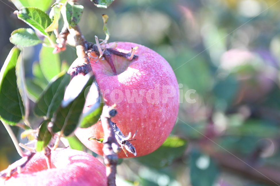 사과,과수원,가을,수확,추수,부사,열매,과일,농사,풍년,이슬,과일,열매,fruit