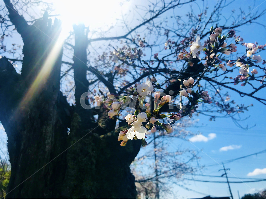 봄,벚꽃,벚나무,봄꽃,꽃,봄,계절,spring,season,식물,자연,plants,nature,꽃,flower,plant