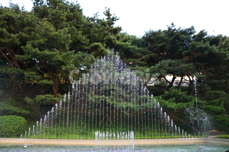 분수,분수대,물,공원,예술의전당,나무,소나무,자연,풍경,nature,landscape,water