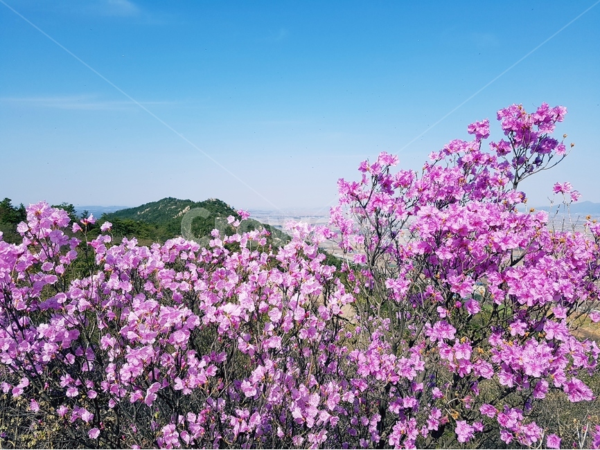 진달래,봄,풍경,꽃,핑크,분홍,봄,계절,spring,season,자연,풍경,nature,landscape,식물,plants,꽃,flower,plant,blossom,geranium,제라늄