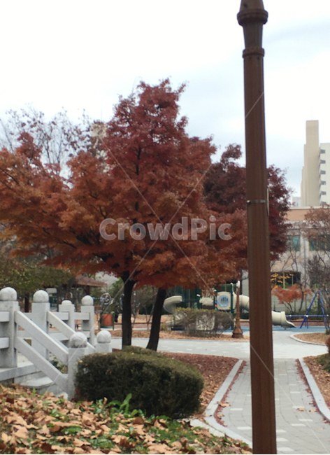 거리,나무,낙엽,자연,풍경,공원,보도블럭,생활,street,sidewalkblock,nature,scenery,deciduous,tree,life,park,식물,plant
