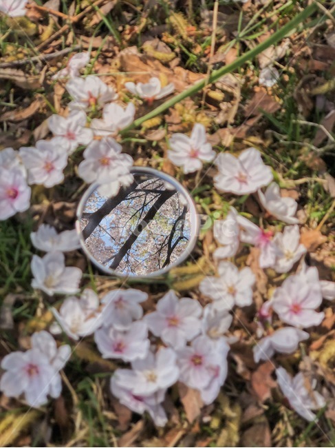 plant,식물,거울,꽃,flower,벚꽃