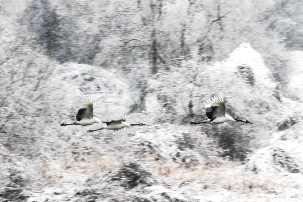 두루미,재두루미,눈오는날,철원,비행,겨울,계절,winter,season,동물,animal,조류,새,birds