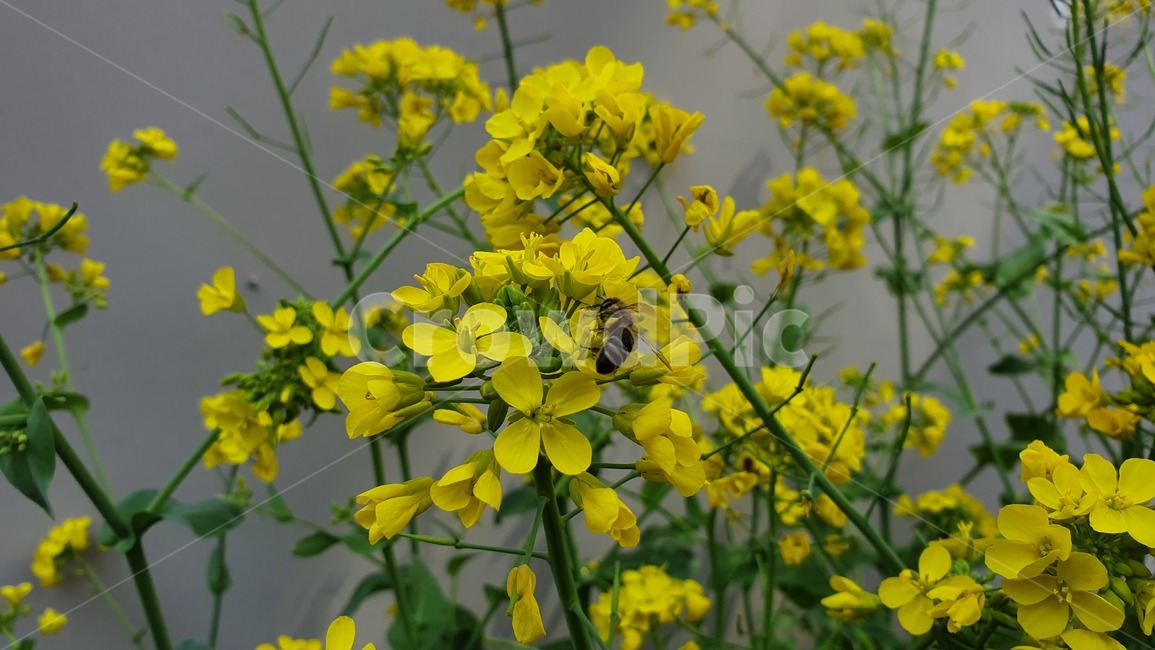 벌,노란색,유채꽃,꿀벌,매크로,접사,귀여움,yellow,bee,일벌,work,봄,계절,spring,season,식물,자연,plants,nature,꽃,flower,동물,animal,곤충,벌레,insect,bug,invertebrate,무척추 동물