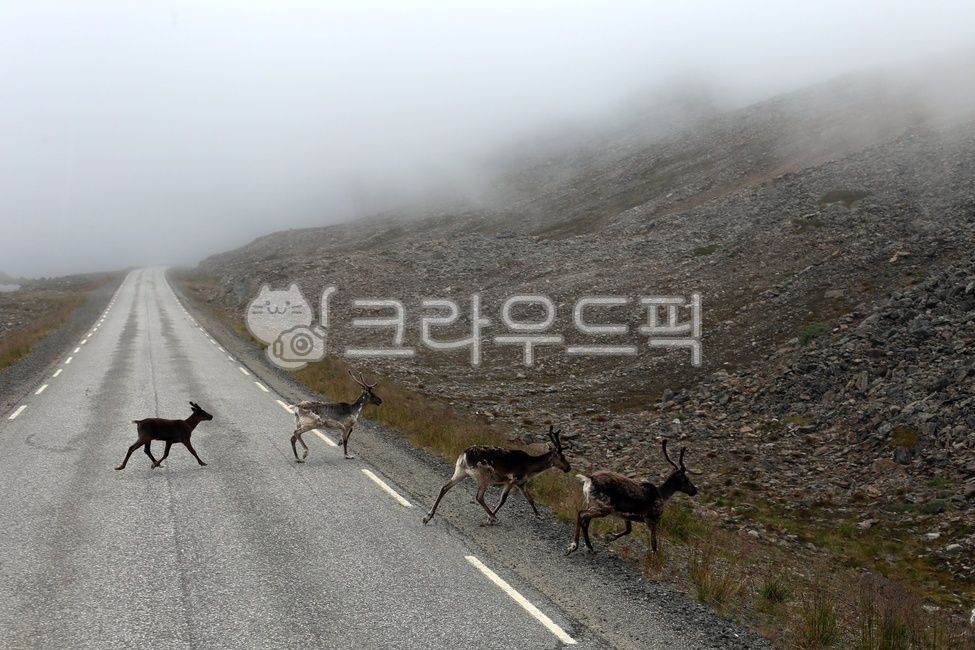 Reindeer on the road,reindeer,scandinavia,Norway,Rudolf,norway,fjord reindeer,Nordic road trip,wild reindeer