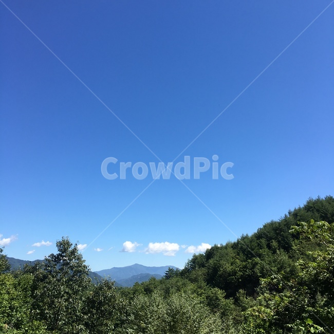 강원도,tree,fir,전나무,나무,plant,식물,abies,아비,옥외,아웃도어,등산,산,한국자연관광,한국자연풍경,자연,풍경,자연풍경,맑음,계절,봄,여름,가을,하늘,구름,자연,풍경,nature,landscape