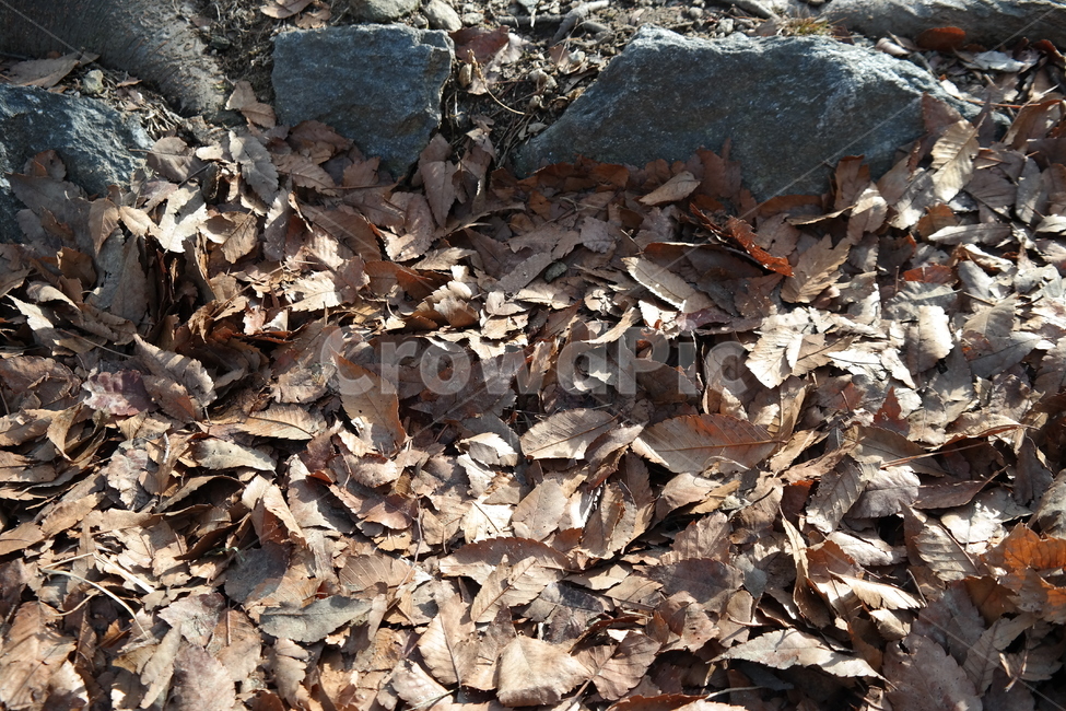 낙엽,나뭇잎,소나무,떨어진잎,공원,park,돌,가을,계절,fall,autumn,season,leaf,잎,plant,식물,ground,바닥