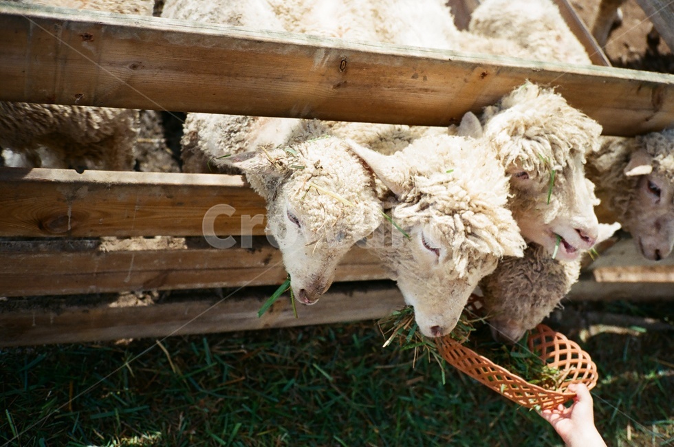 목장,양,양떼,먹이주기,밥시간,동물,animal,포유류,mammal,산업,industry,industrial,목축업,목장,livestock farming,ranching,pasture