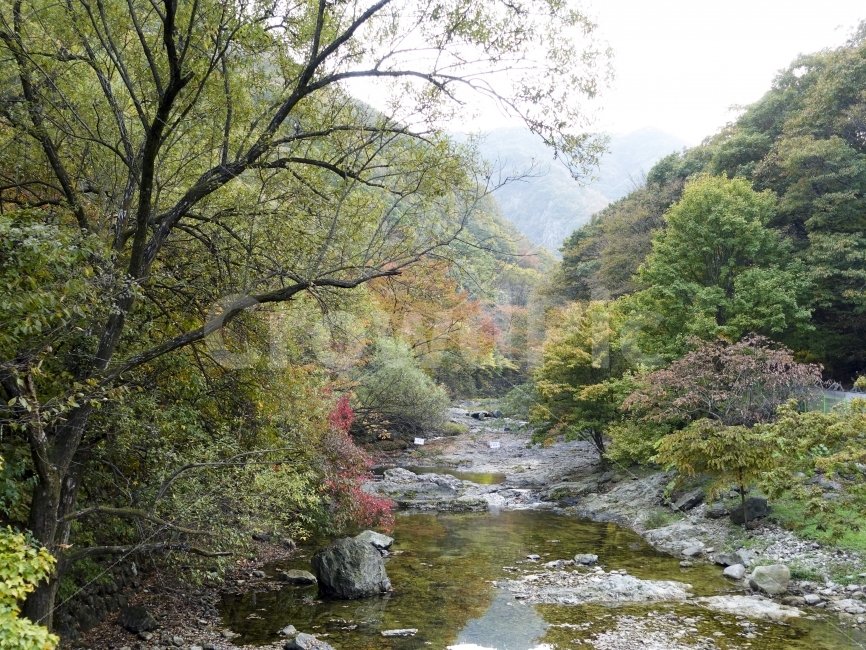 내장산,단풍,계곡,가을,여행,풍경,가을,계절,fall,autumn,season,자연,풍경,nature,landscape,한국자연풍경,한국자연경관,korea nature landscape,water,물,outdoors,옥외,stream,흐름,creek,작은 만