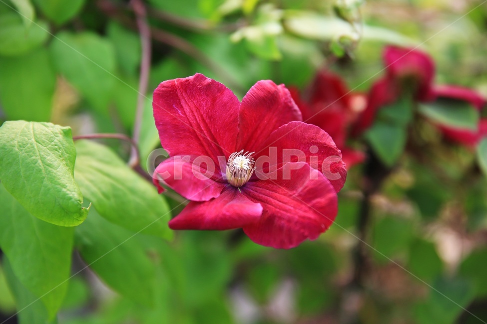 leaf,잎,plant,식물,blossom,petal,꽃잎,flower,꽃,봄,봄꽃,계절,클레마티스
