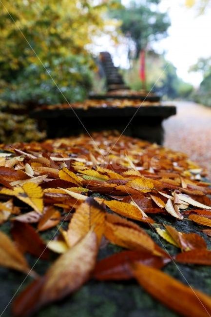 가을,거리,쓸쓸함,낙엽,단풍,가을,계절,fall,autumn,season,leaf,잎,plant,식물