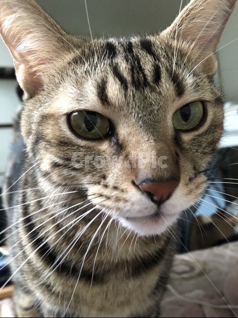 고양이,갈색고양이,동물,cat,animal