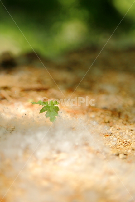 새싹,꽃씨,꽃가루,봄,흙,따뜻함,포근함,초록,산길,숲길,road,flowerseeds,식물,자연,plants,nature