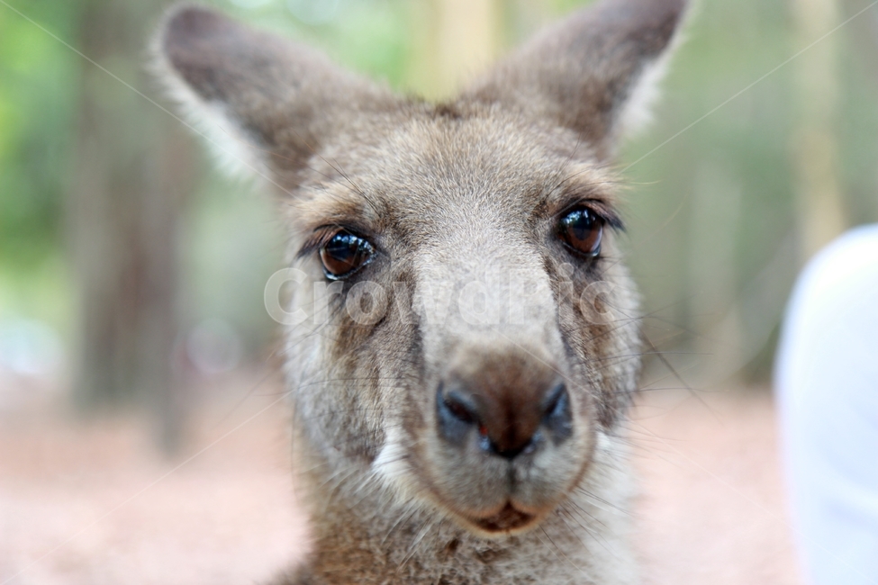 캥거루,kangaroo,모리셋,귀여운,moriset,동물,animal,포유류,mammal