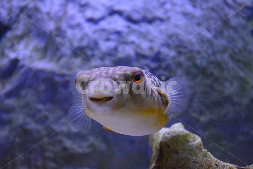 fish,물고기,animal,동물,복어