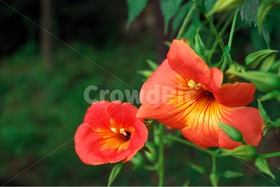 능소화,여름,계절,식물,꽃,타태화,금등화,chinesetrumpetcreeper,식물,자연,plants,nature,꽃,flower