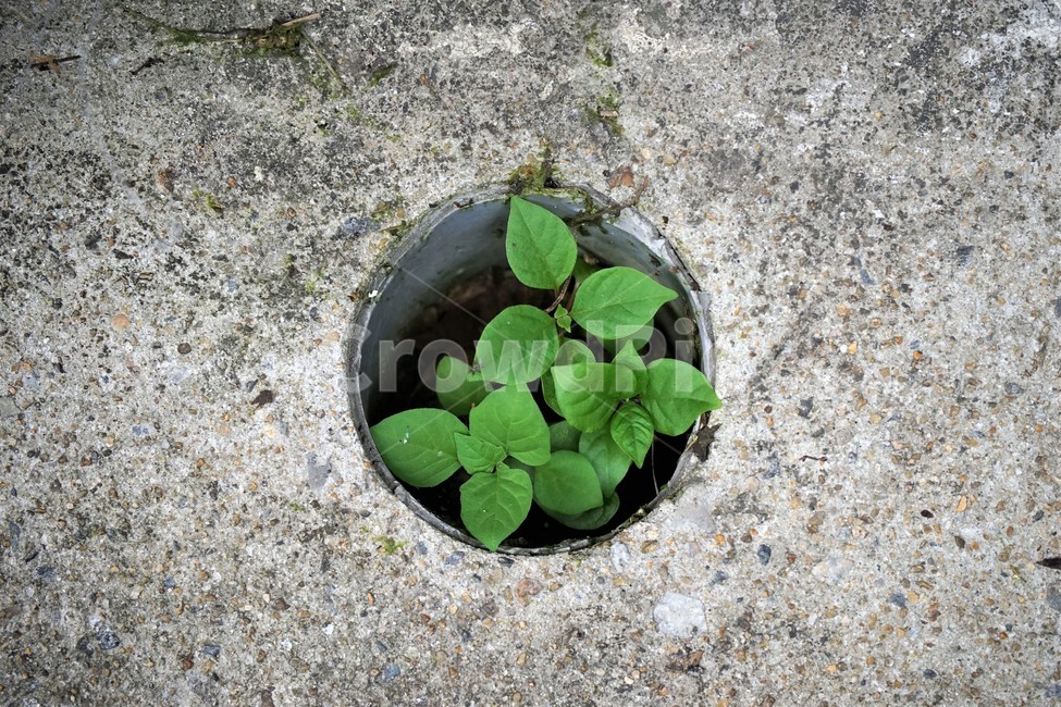 식물,녹색,생명,구멍,하수구,자연,plant,green,life,hole,leaves,원,circle,concrete,콘크리트,시멘트,바닥,생명력,식물,자연,plants,nature
