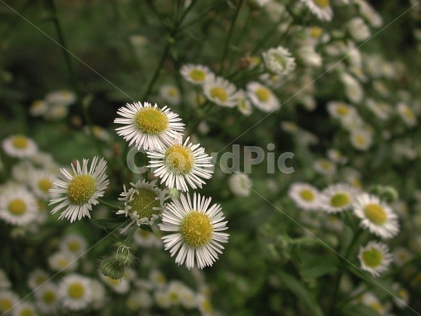 들풀,들꽃,배경,바탕화면,꽃,식물,자연,식물,자연,plants,nature,꽃,flower