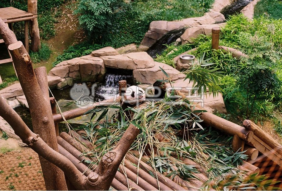 animal,동물,zoo,동물원,판다,panda
