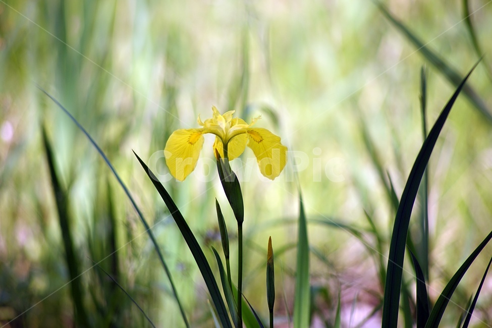 식물,꽃,창포,화초,노랑,식물,자연,plants,nature,꽃,flower