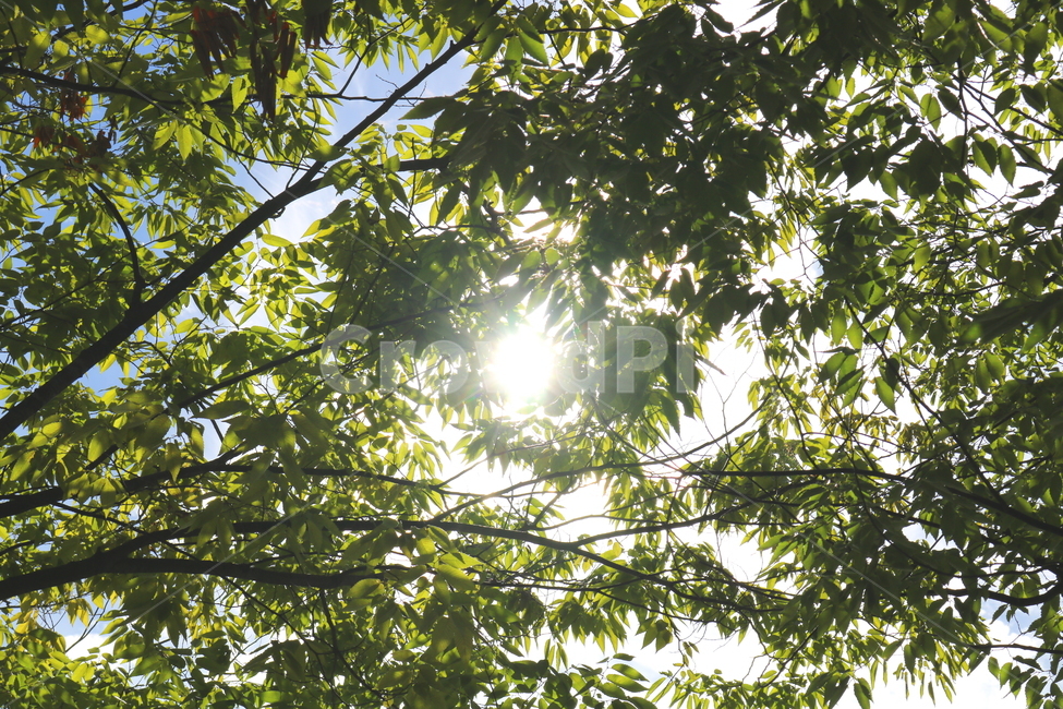 나무,벚나무,나뭇잎,하늘,구름,자연,풍경,맑은하늘,태양,흰구름,자연,풍경,nature,landscape,light,빛,flare,플레어,sunlight,햇빛