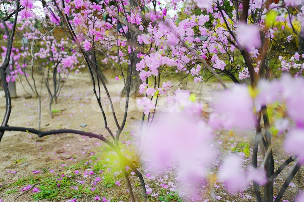 진달래,봄,꽃,봄꽃,새싹,분홍꽃,봄,계절,spring,season,식물,자연,plants,nature,꽃,flower,plant,blossom