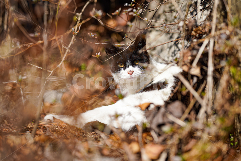 고양이,길고양이,동물,자연,햇살,공원,동물,animal,포유류,mammal,고양이,cat,kitten,kitty