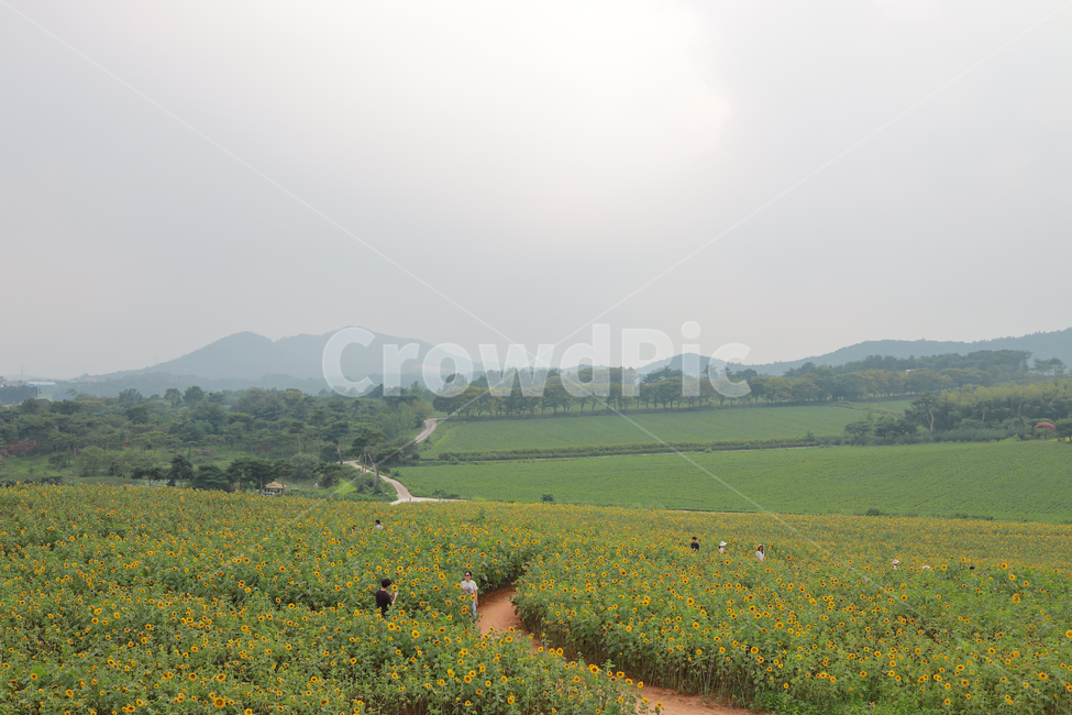 해바라기,꽃,여름,감성,색감,계절,추억,sun,flower,plant,color
