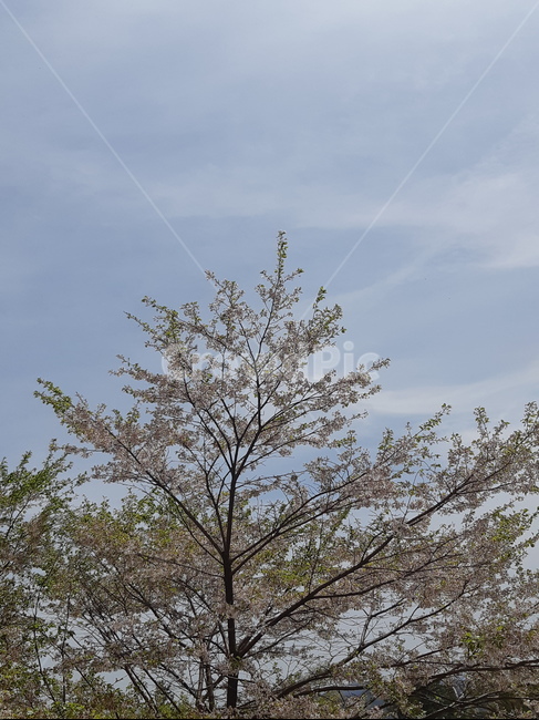 봄,식물,spring,하늘,벚꽃