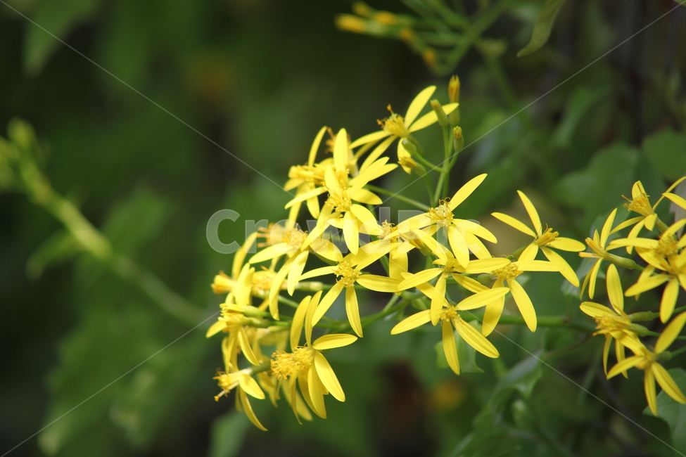 독일아이비,seneciotamoides,국화과,꽃,식물원,식물,자연,plants,nature,꽃,flower