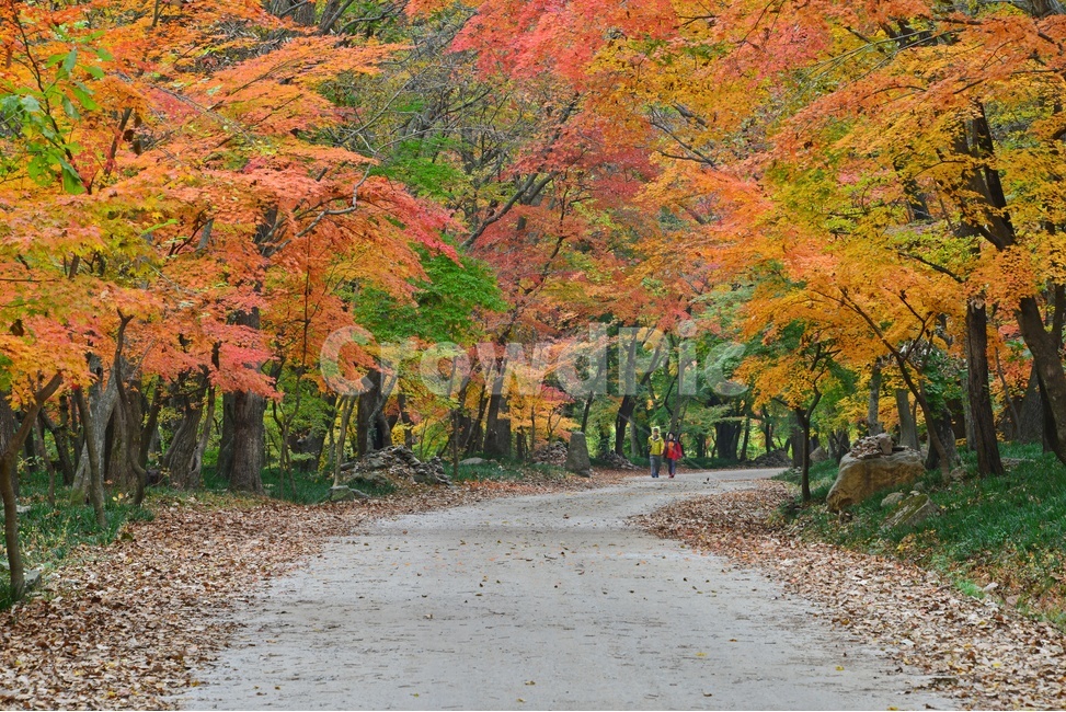 person,사람,human,인간,tree,나무,plant,식물,leaf,잎,maple,단풍,고창,선운사,선운사가을,가을,계절,추색,만추,단풍잎,낙엽,길,가을,계절,fall,autumn,season