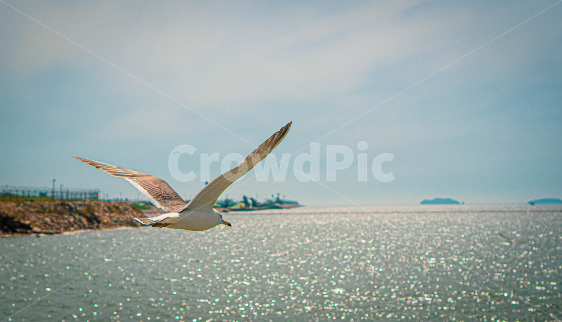 갈매기,새,바다,여름,동물,풍경,자연,animal,조류,bird,해변,색깔,색상,색채,색감,망원,날개,동물,animal,조류,새,birds