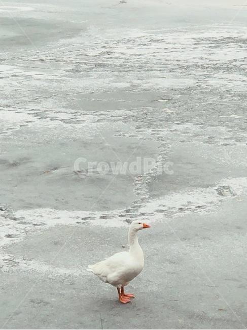 배경,오리,겨울,산책,석촌호수,호수,겨울,계절,winter,season,동물,animal,조류,새,birds
