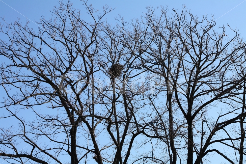 새집,새,나뭇가지,겨울,파란하늘,보금자리,둥지,새해,birdsnest,house,park,bird,treebranches,nature,blue,background,겨울,계절,winter,season,식물,자연,plants,nature