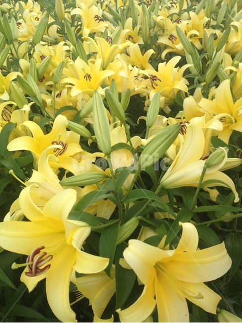 백합,노랑꽃,식물,꽃,노랑,식물,자연,plants,nature,꽃,flower