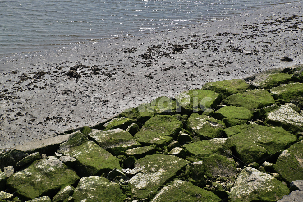 시화호,화성시,갯벌,갯골,썰물,바다,간척지,시화방조제,자연,풍경,nature,landscape