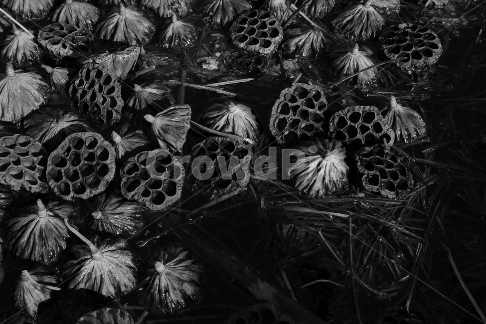 연,연꽃,겨울,흑백,씨방,winter,flower,monochrome,plant,ovary,lotus,수련