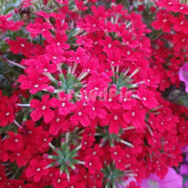 꽃,빨간꽃,붉은꽃,flower,자연,빨강꽃