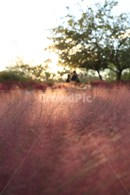 핑크뮬리,하늘공원,핑크,역광사진,pinkmuhlygrass,backlight,가을,계절,fall,autumn,season,자연,풍경,nature,landscape,savanna,대초원,field,들,grassland,목초지,outdoors,옥외