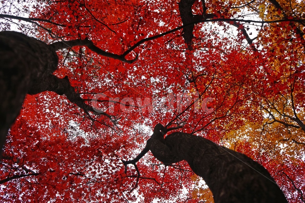 가을,단풍,단풍나무,화려함,가을풍경,autumn,fall,autumnleaves,plant,nature,계절,나무,븕은색,maple,red,season,colorful,느낌,감성,trees,branches,울긋불긋,자연,가을감성,가을느낌,가을배경,풍경,가을,계절,fall,autumn,season,식물,자연,plants,nature,나무,trees,wood,leaf,잎,tree