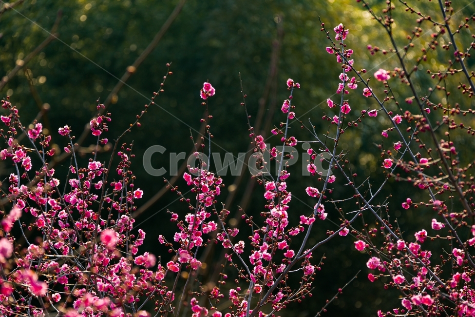 전남,꽃,봄,광양,매화마을,홍매화,봄,계절,spring,season,식물,자연,plants,nature,꽃,flower,plant,blossom